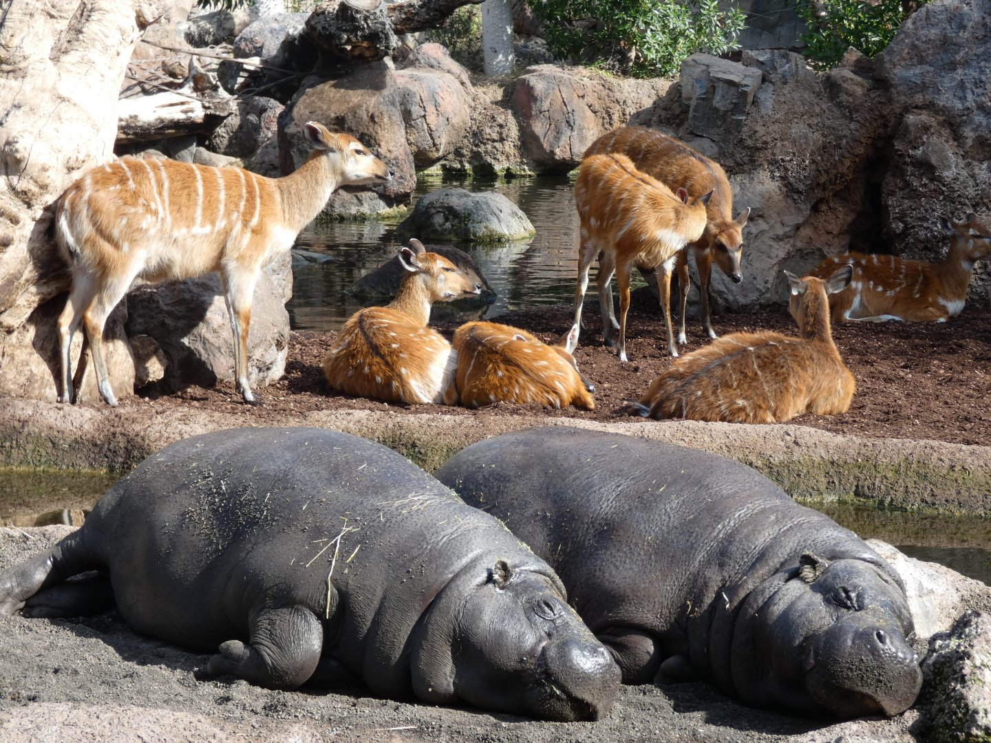 Pygmy Hippo and Sitatunga mixed exhibit