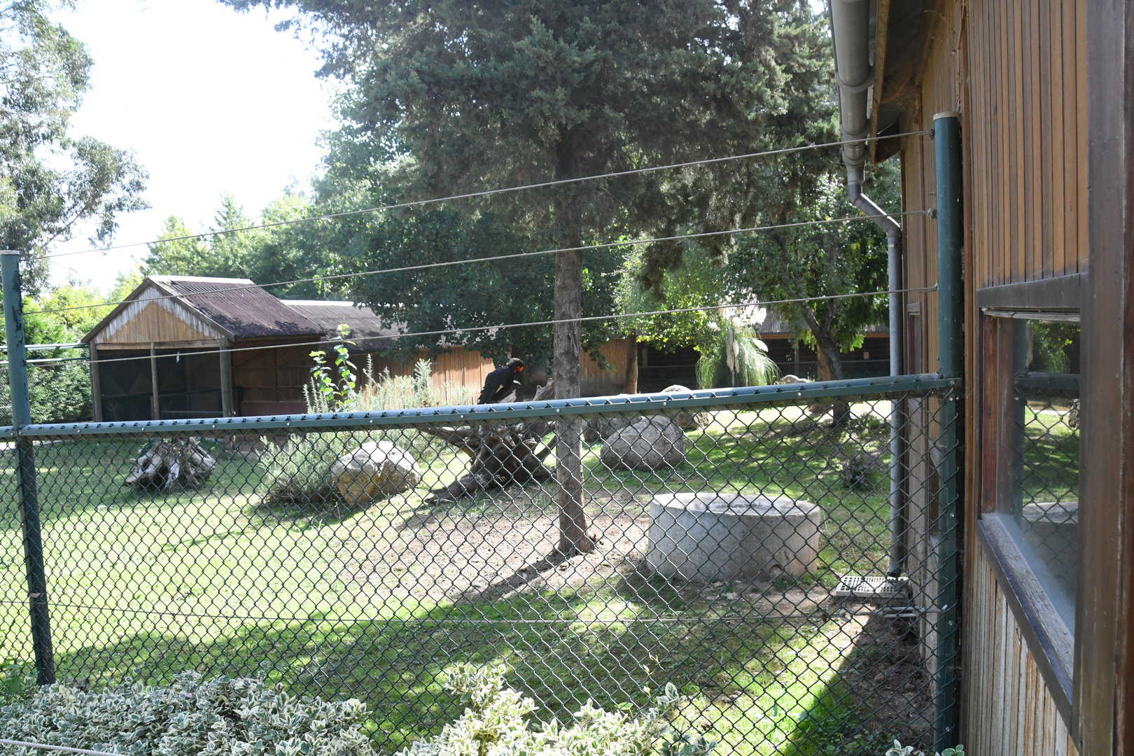 Pygmy Hippo and Southern Ground Hornbill exhibit