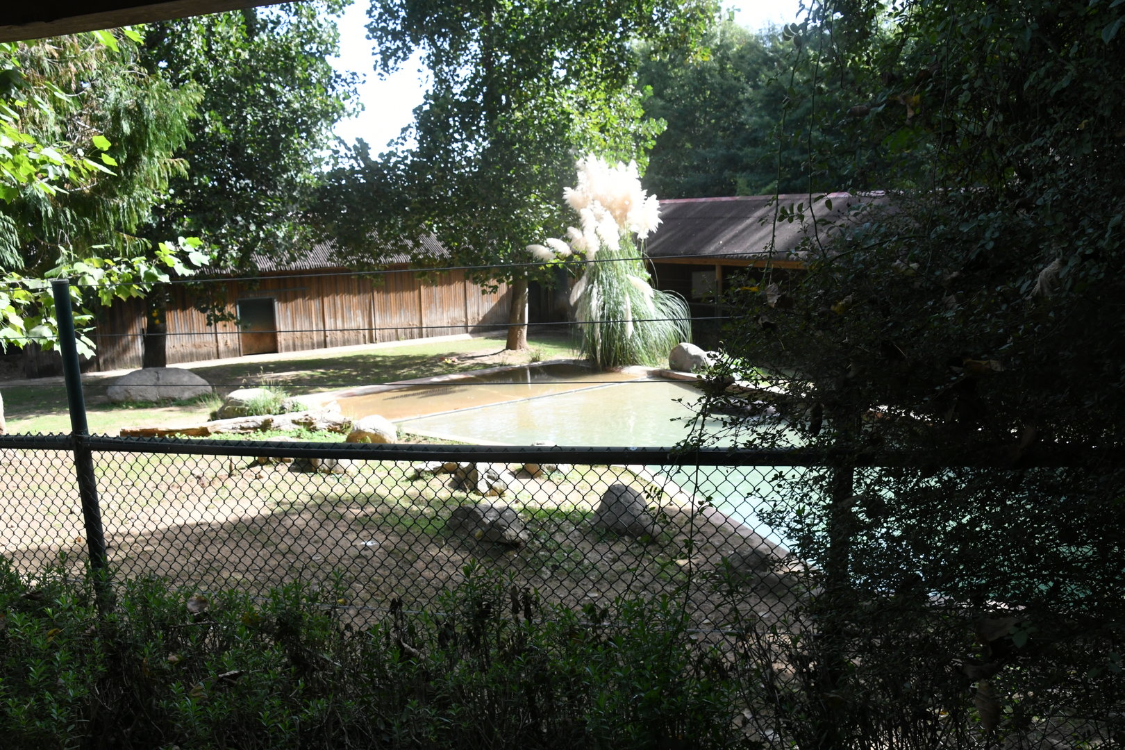 Pygmy Hippo and Southern Ground Hornbill exhibit