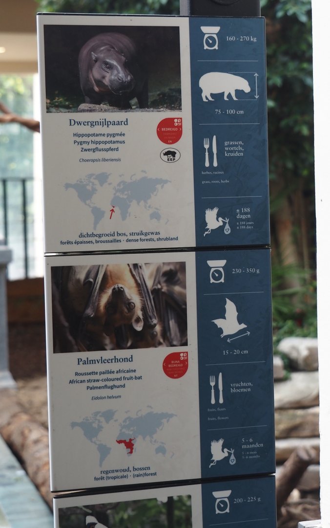 Pygmy hippo and Straw-colored fruit bat signage, 2025-07-21