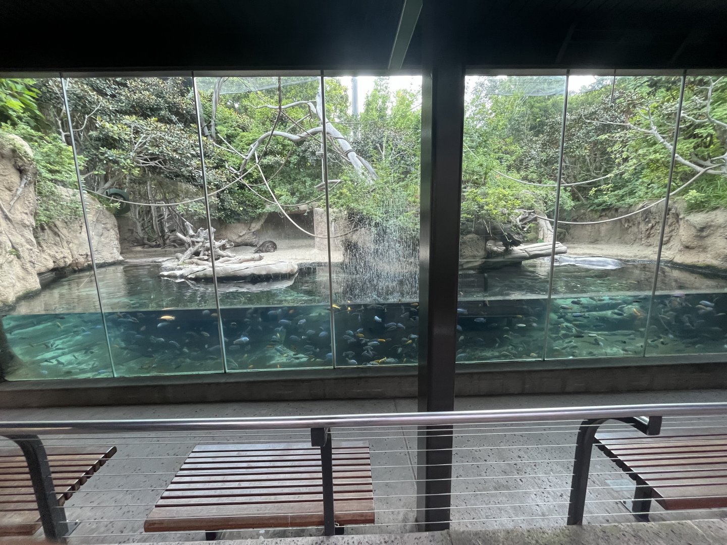 Pygmy Hippo and Wolf’s Guenon Monkey Exhibit