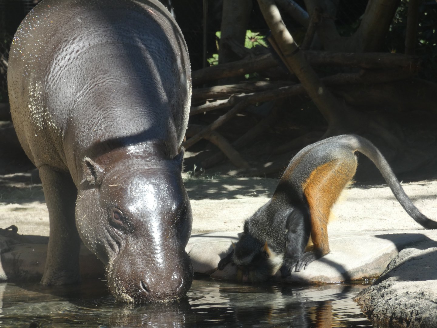 Pygmy Hippo and Wolf's Guenon