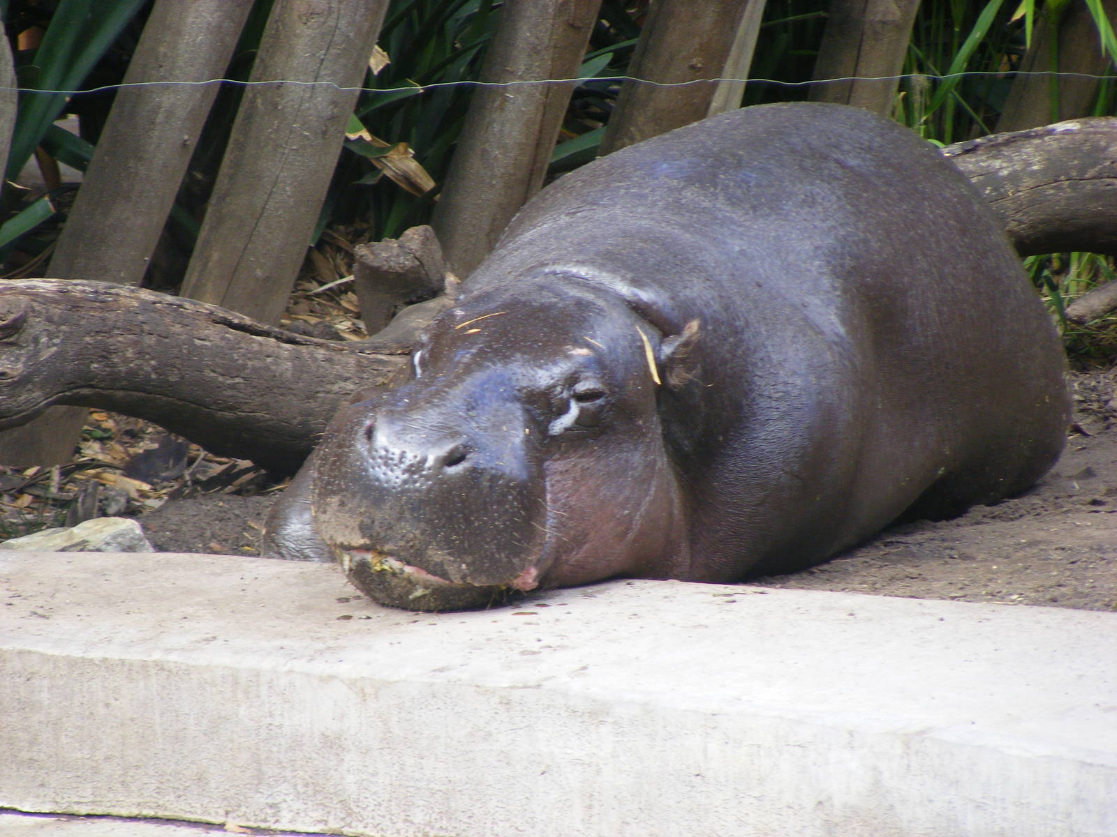 Pygmy Hippo - April, 2010