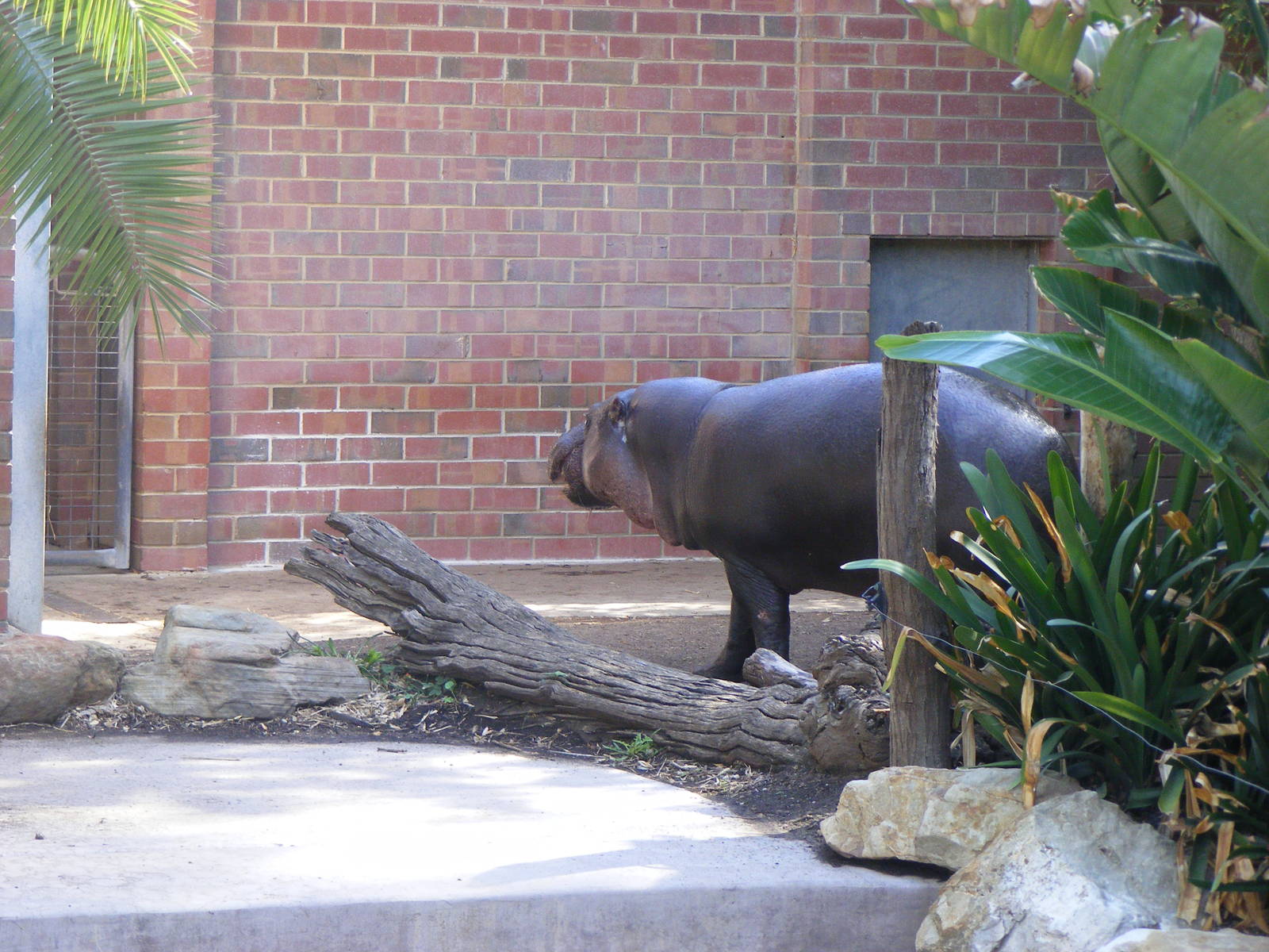 Pygmy Hippo - April, 2010