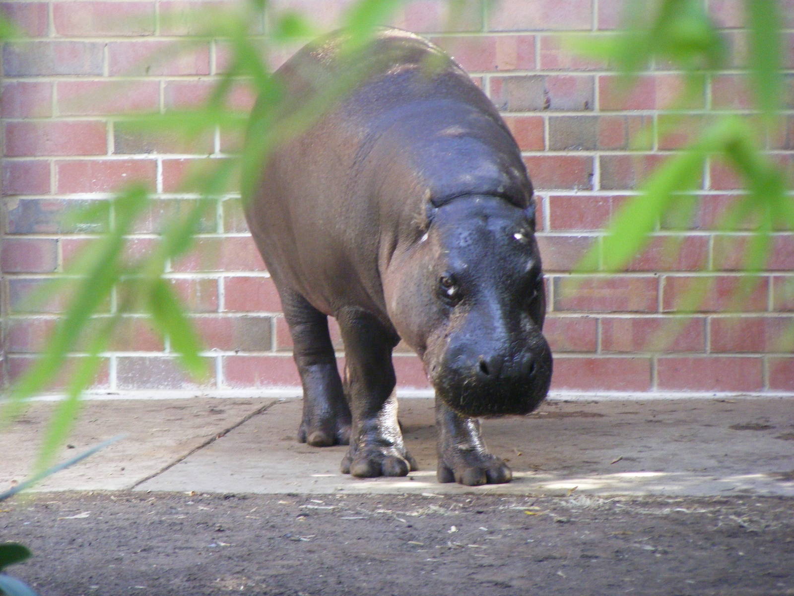 Pygmy Hippo - April, 2010