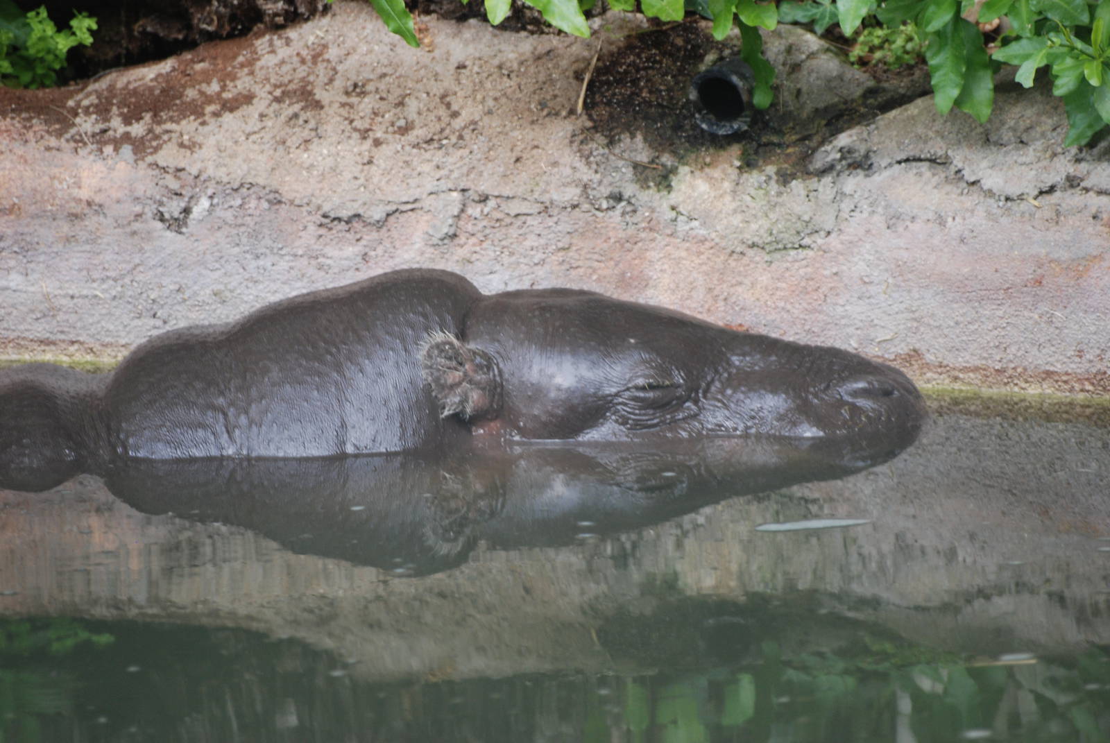Pygmy Hippo at Barcelona, 30/05/11