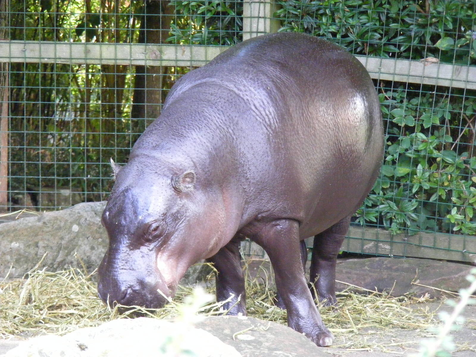 Pygmy hippo at Bristol Zoo, 1 August 2010