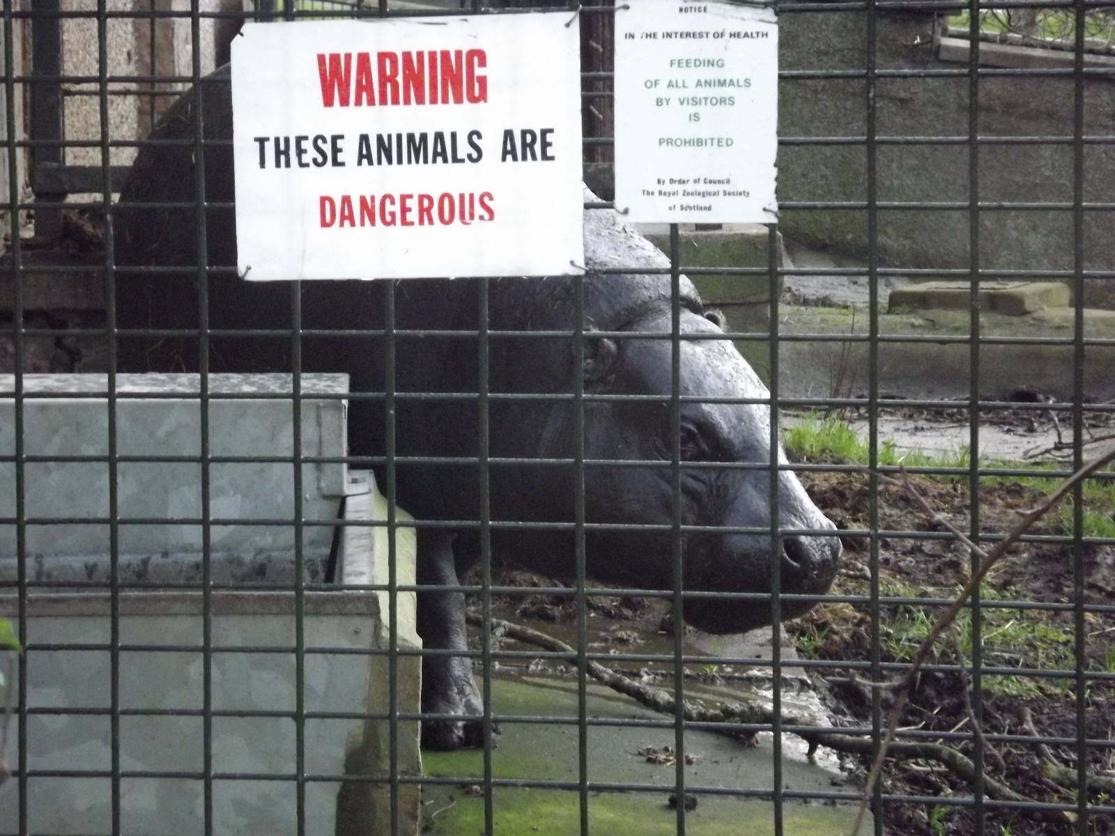 Pygmy hippo at Edinburgh Zoo 28/12/11