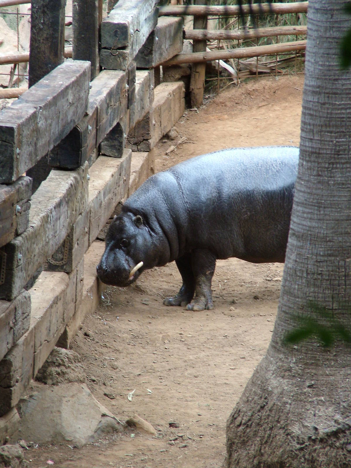 Pygmy Hippo at Jungle Park (Las Aguilas), 13/11/10