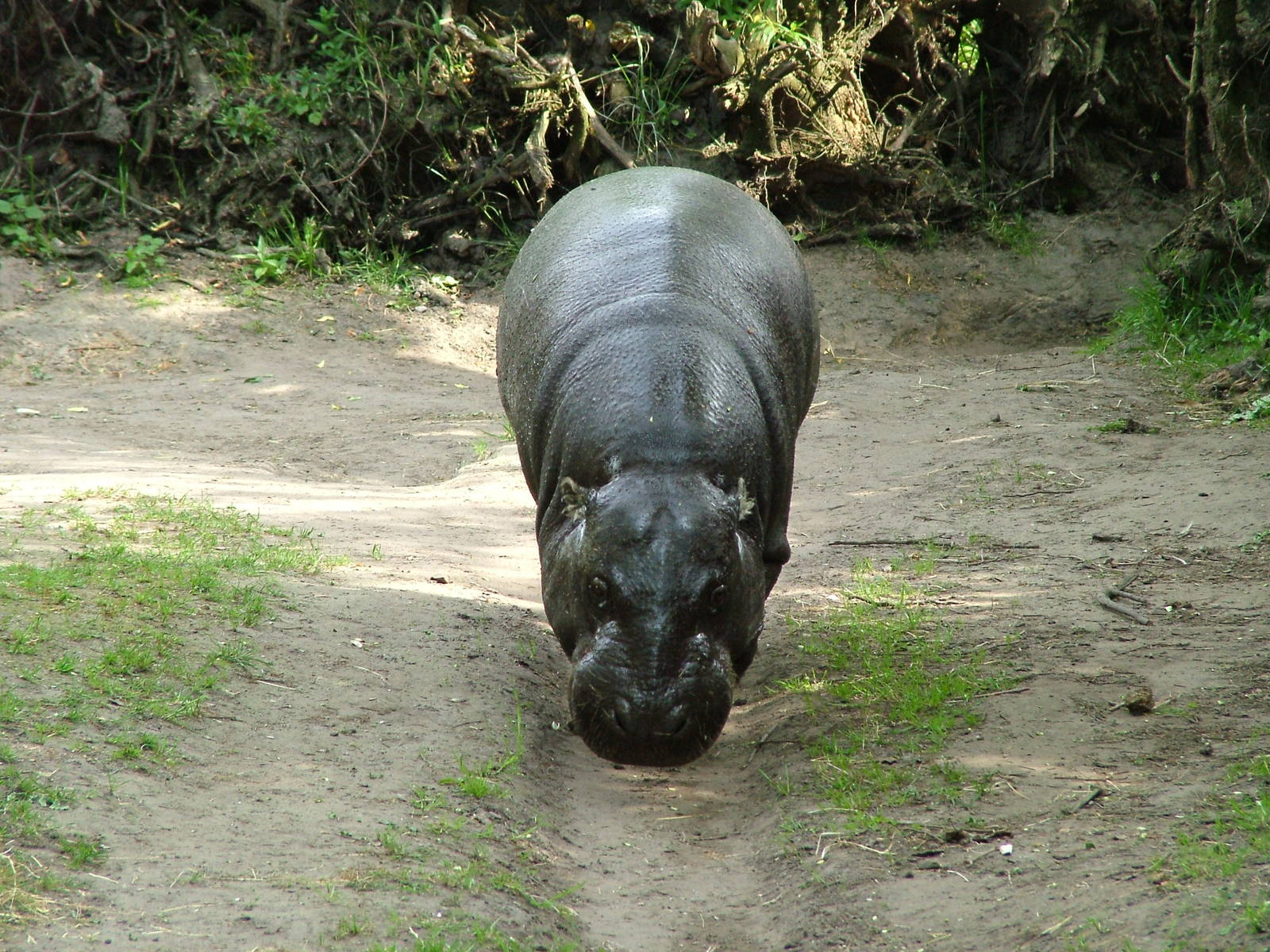 Pygmy Hippo at Overloon 14/05/09