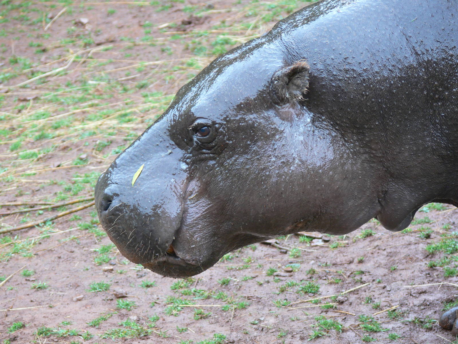 Pygmy Hippo at South Lakes, 04/07/14
