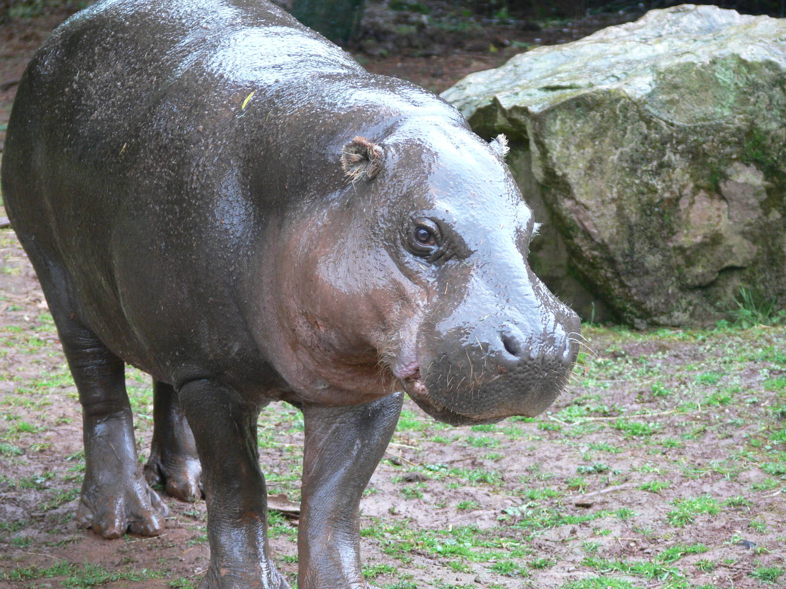 Pygmy Hippo at South Lakes, 04/07/14