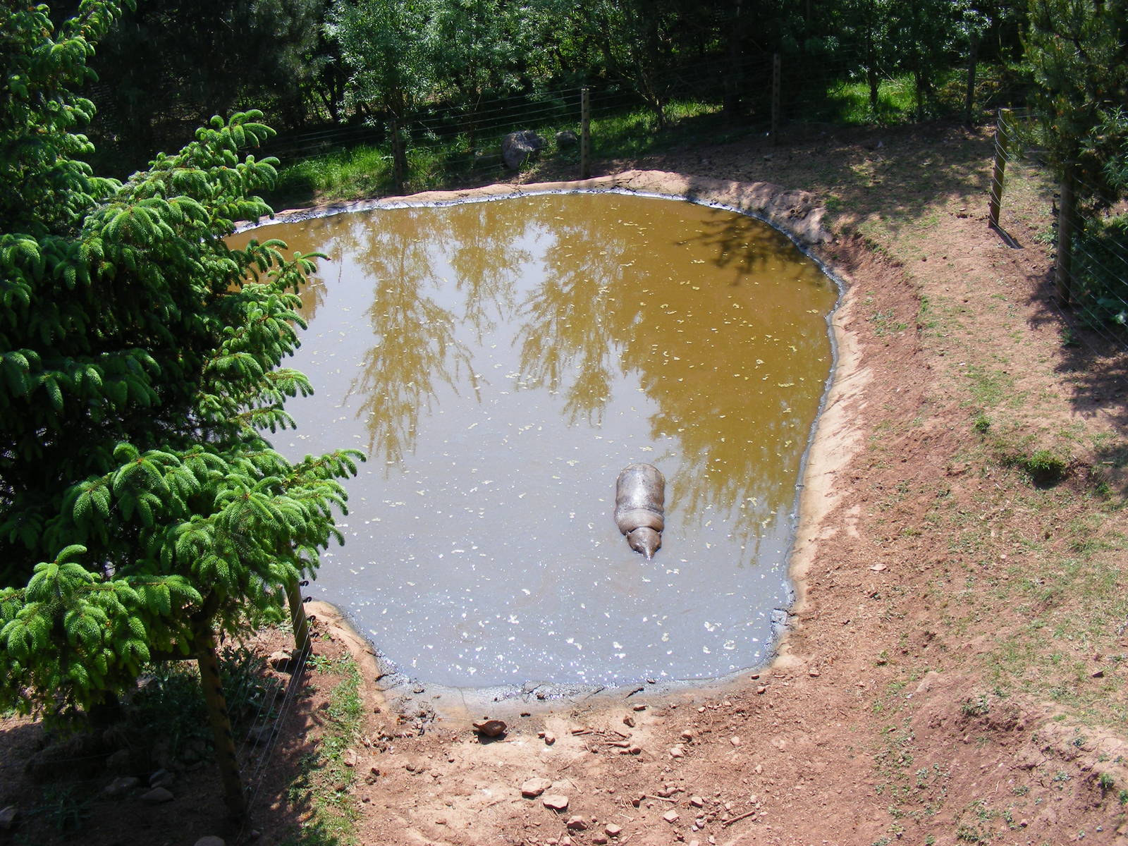 Pygmy hippo at South Lakes Wild Animal Park, 23 May 2010