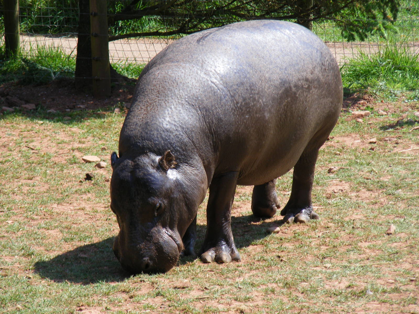 Pygmy hippo at South Lakes Wild Animal Park, 23 May 2010