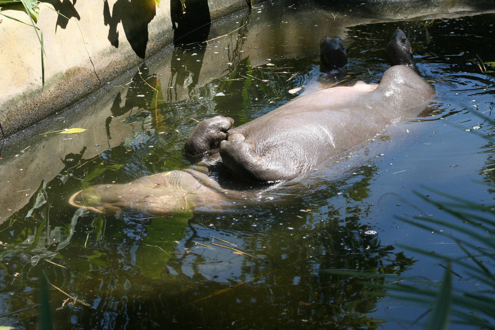 pygmy hippo at taronga 5/3/2008