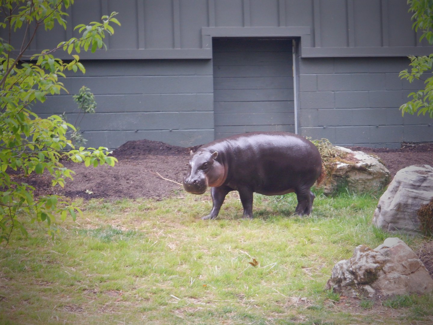 Pygmy Hippo at the Greensboro Science Center