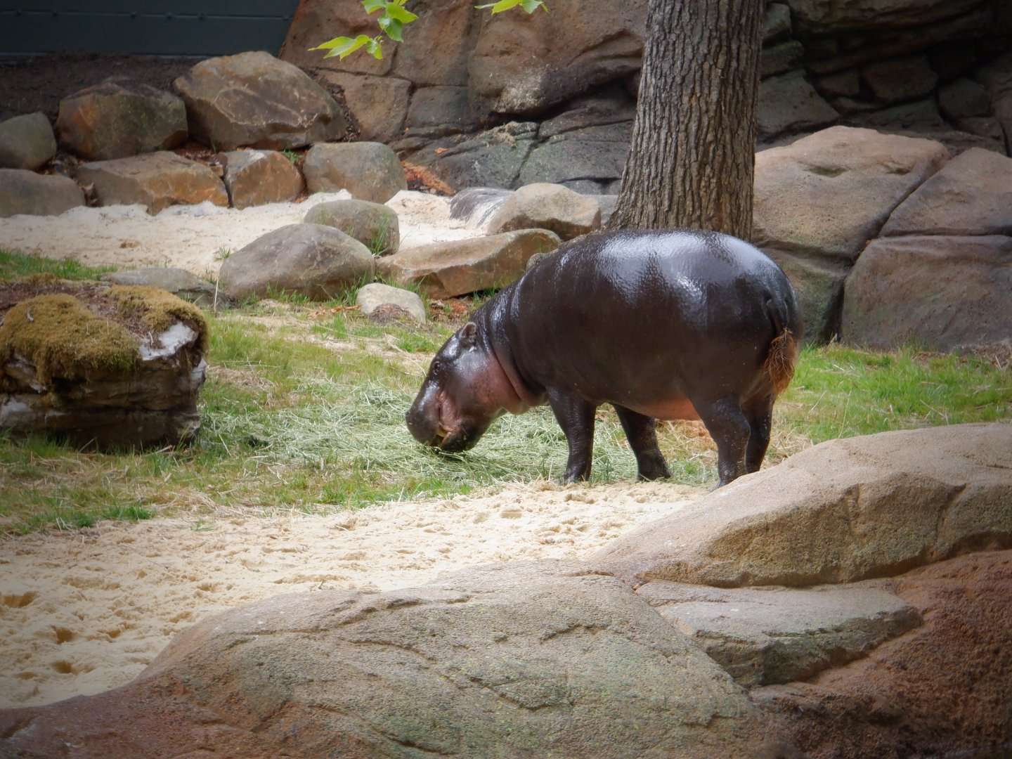 Pygmy Hippo at the Greensboro Science Center