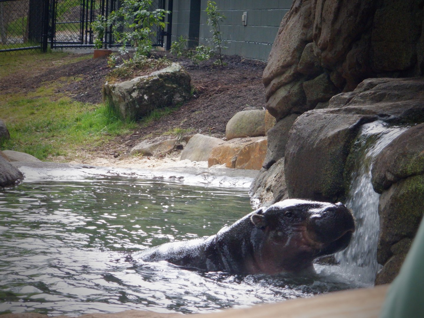 Pygmy Hippo at the Greensboro Science Center