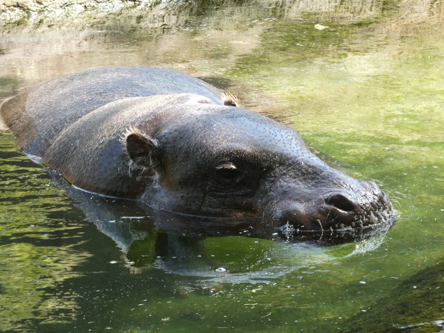 Pygmy Hippo at the Greensboro Science Center