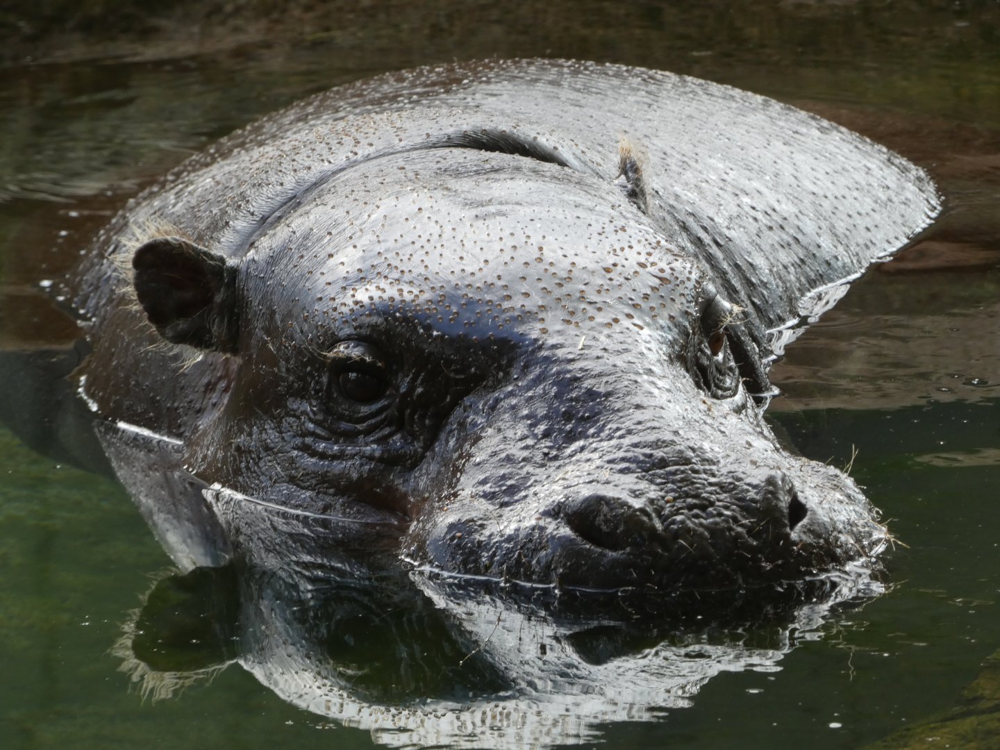 Pygmy Hippo at the Greensboro Science Center