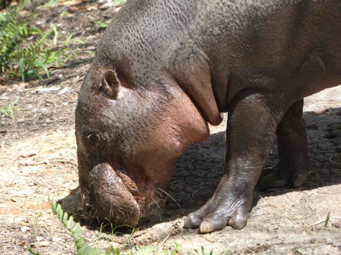 Pygmy Hippo at the Greensboro Science Center