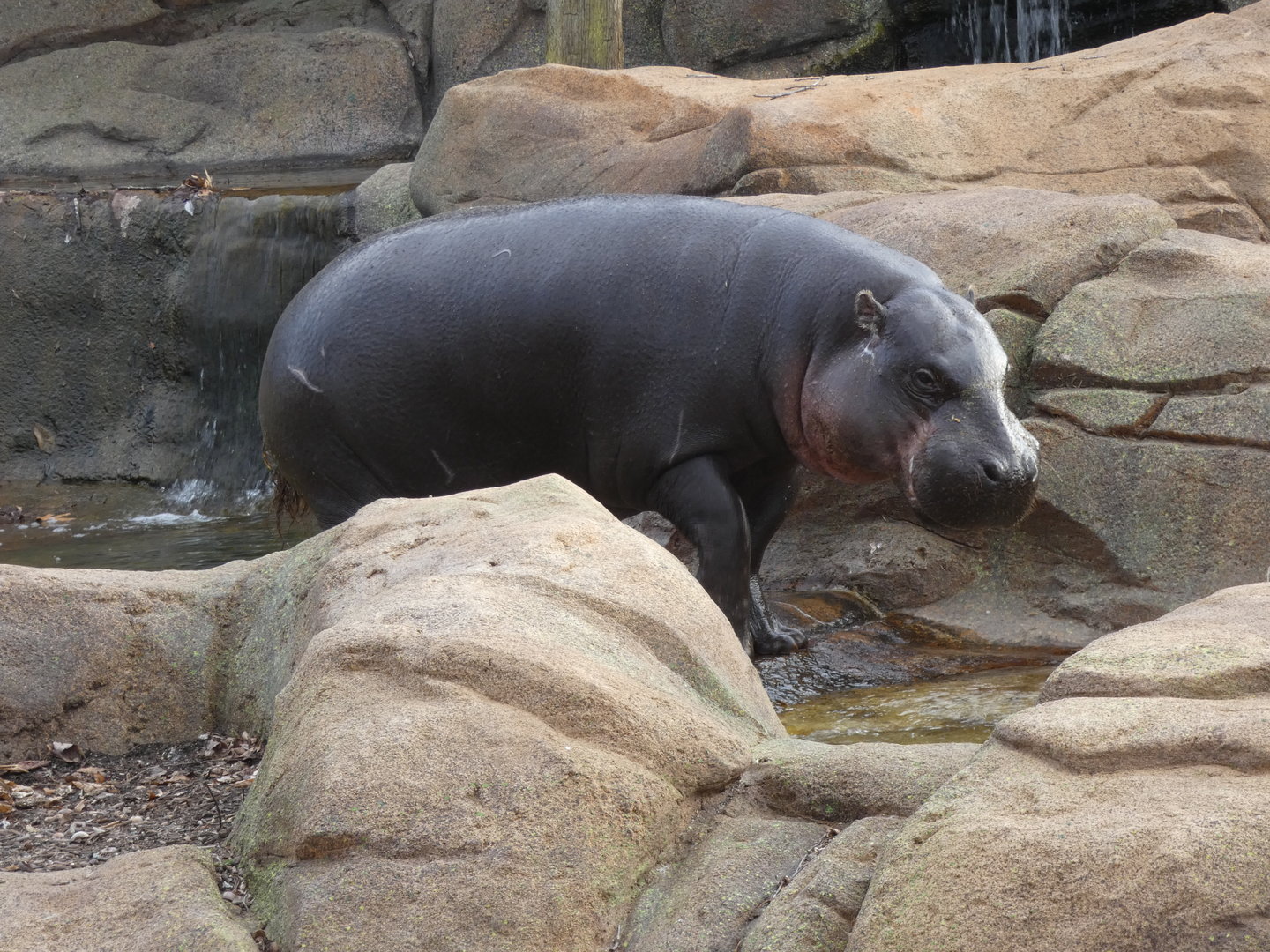 Pygmy Hippo at the Greensboro Science Center