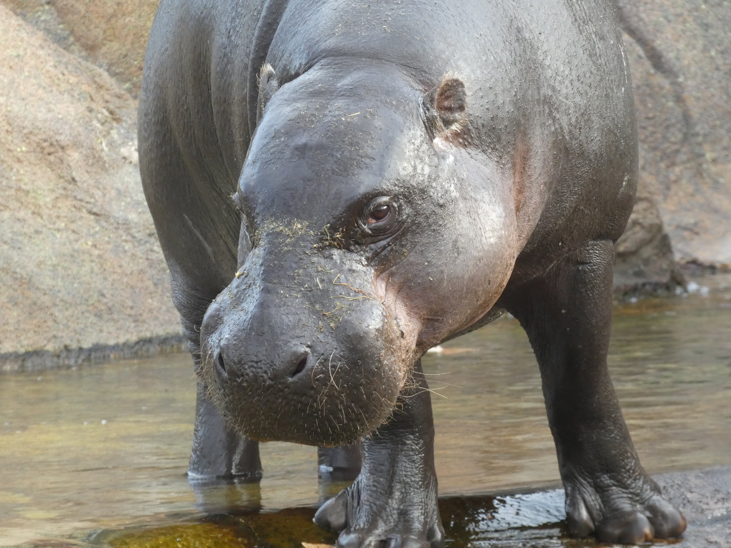 Pygmy Hippo at the Greensboro Science Center