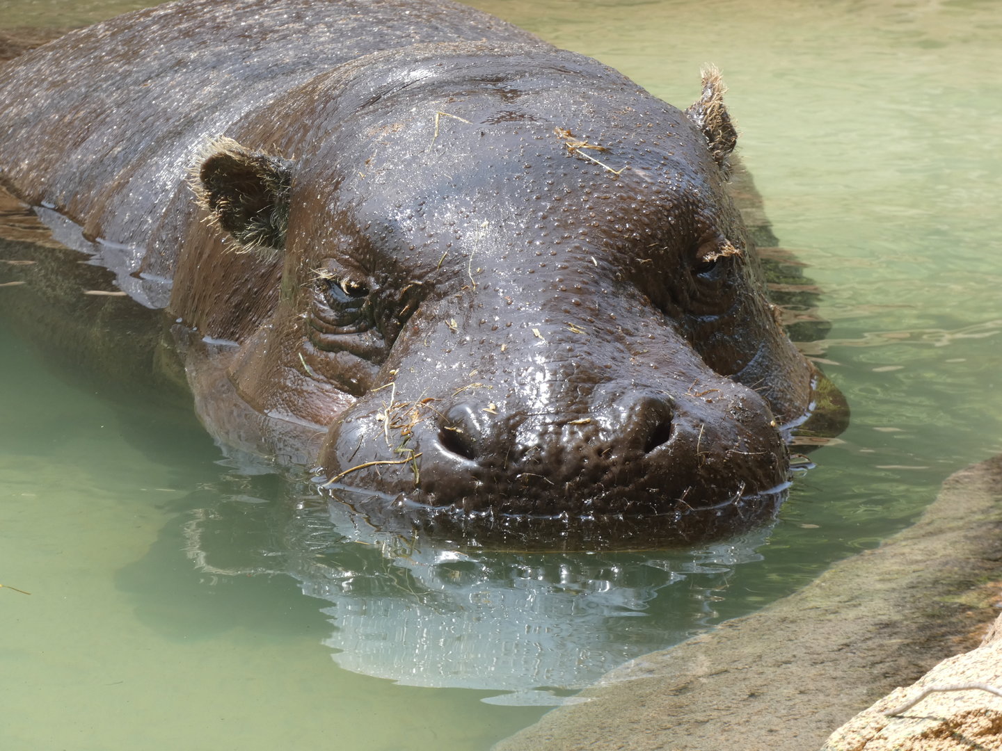 Pygmy Hippo at the Greensboro Science Center