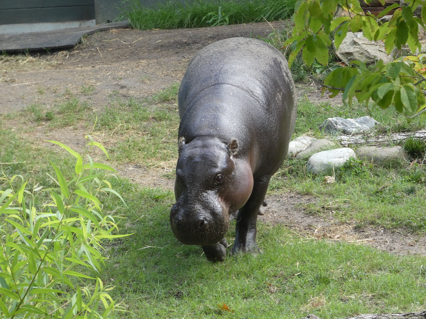 Pygmy Hippo at the Greensboro Science Center