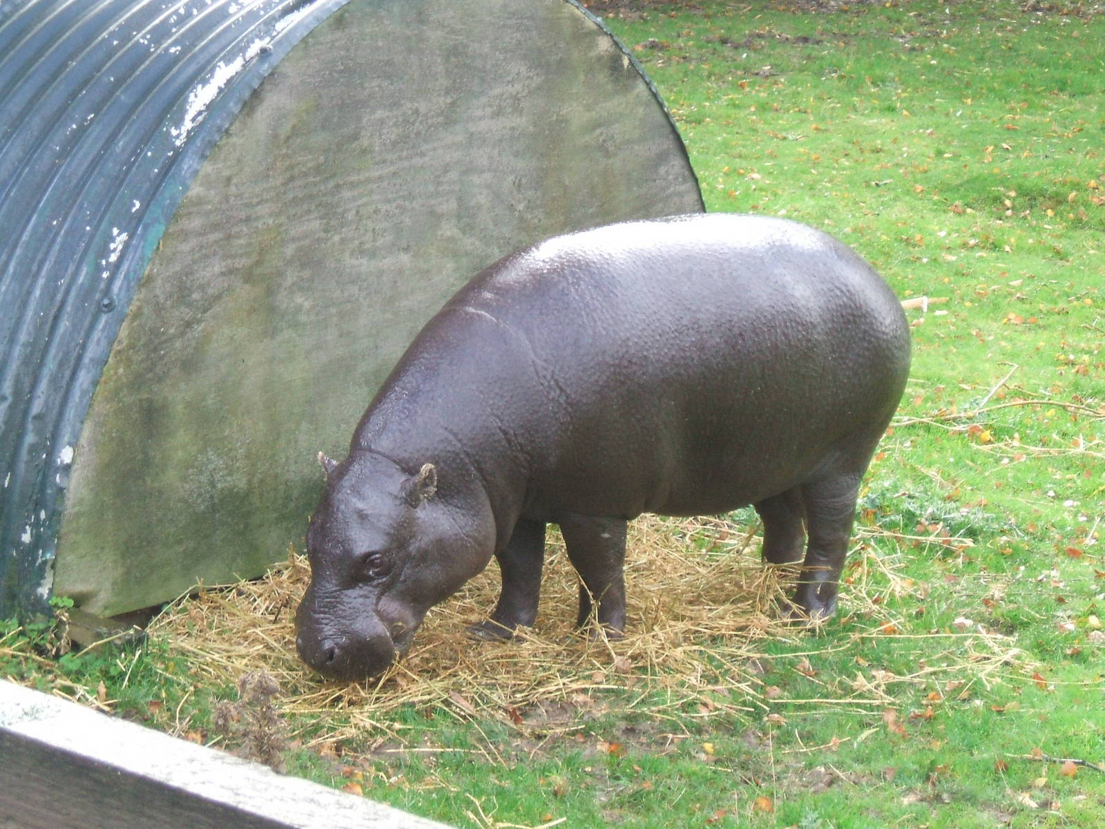 Pygmy Hippo at Whipsnade