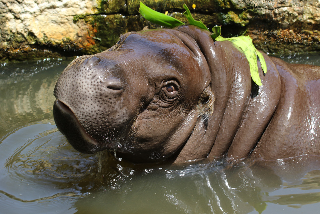Pygmy Hippo at Zoo de Lagos 7th August 2017