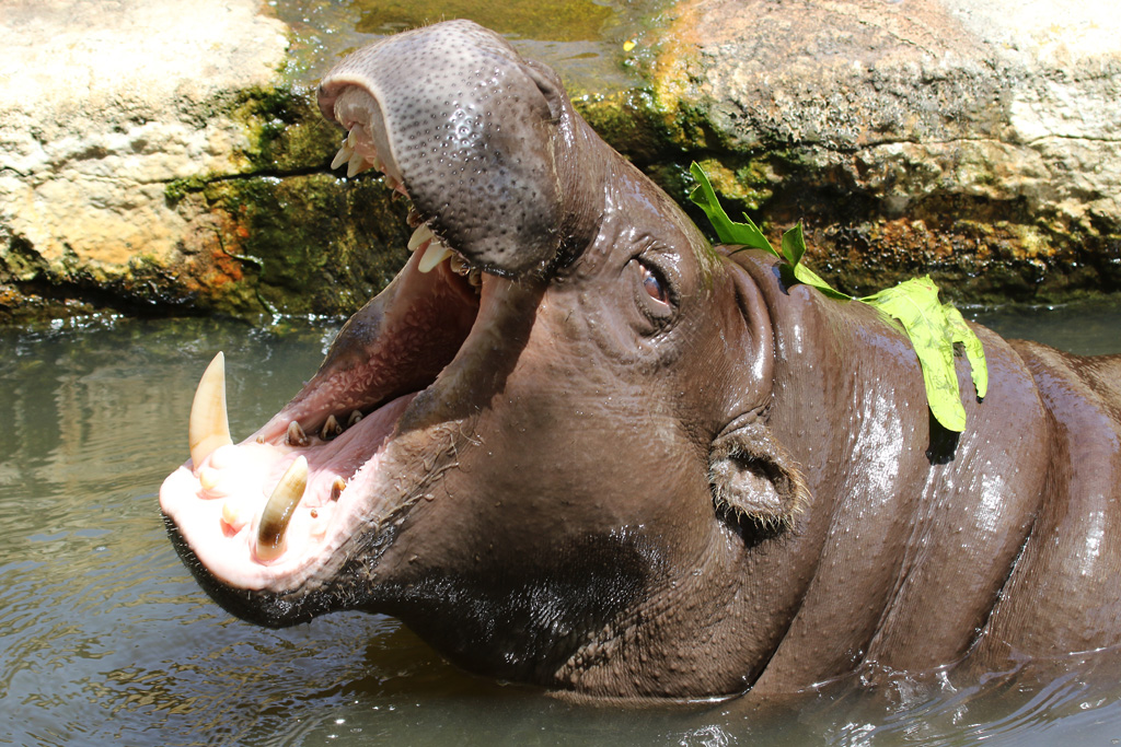 Pygmy Hippo at Zoo de Lagos 7th August 2017