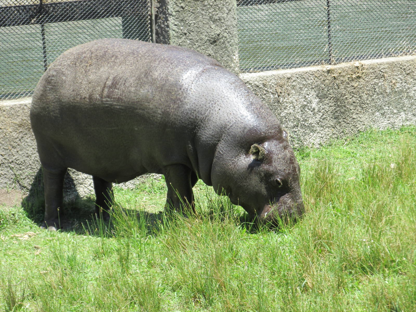 pygmy hippo BA zoo