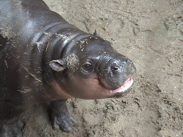 Pygmy Hippo Baby Chemnitz Zoo