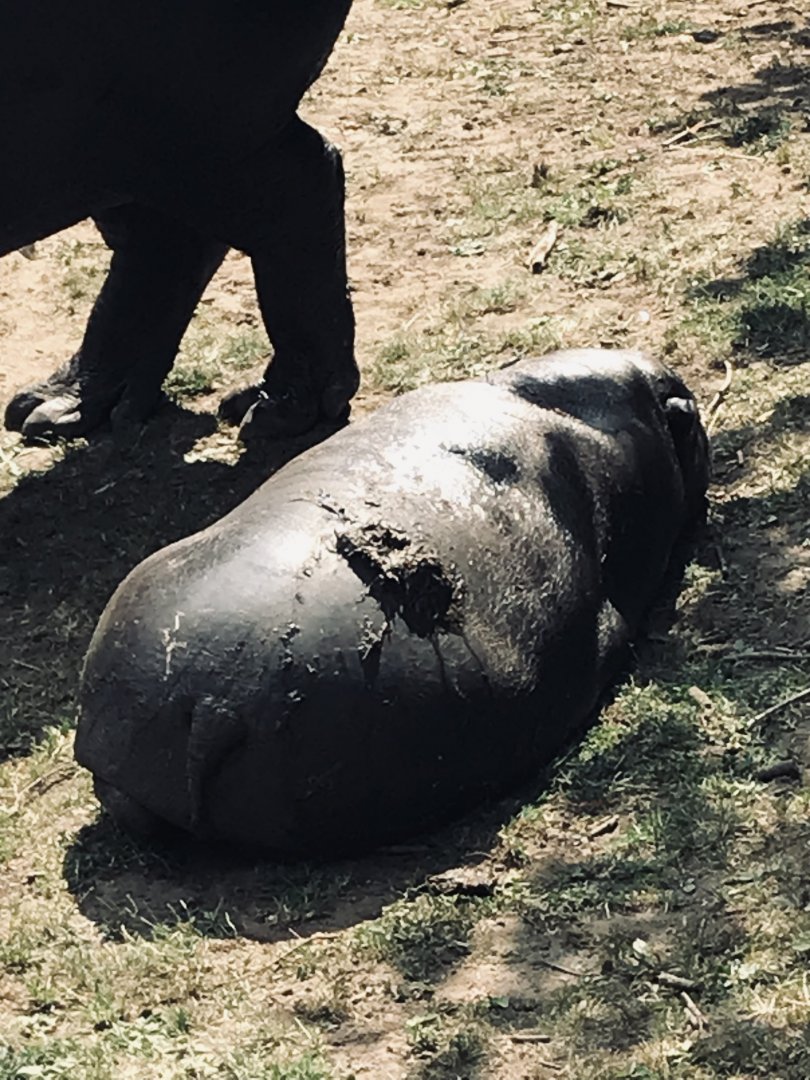 Pygmy hippo baby