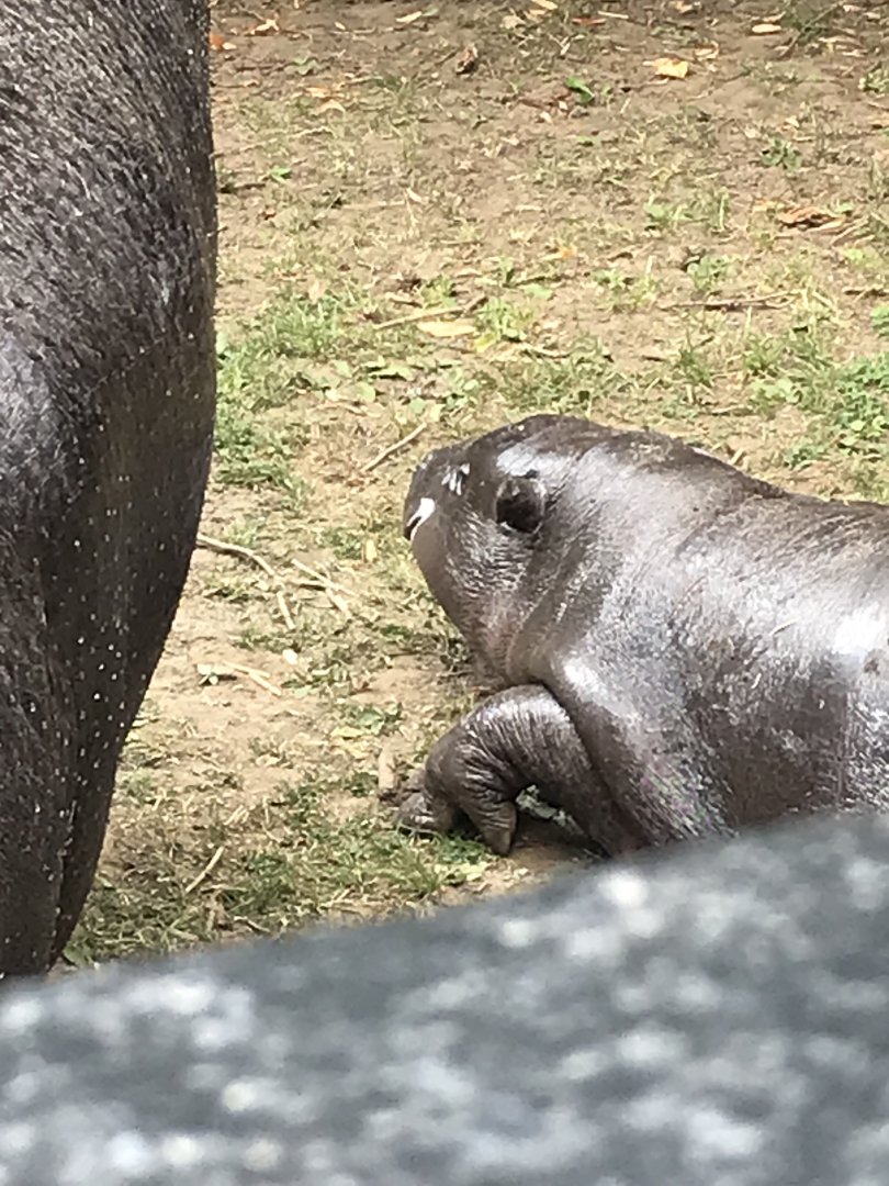 Pygmy hippo baby