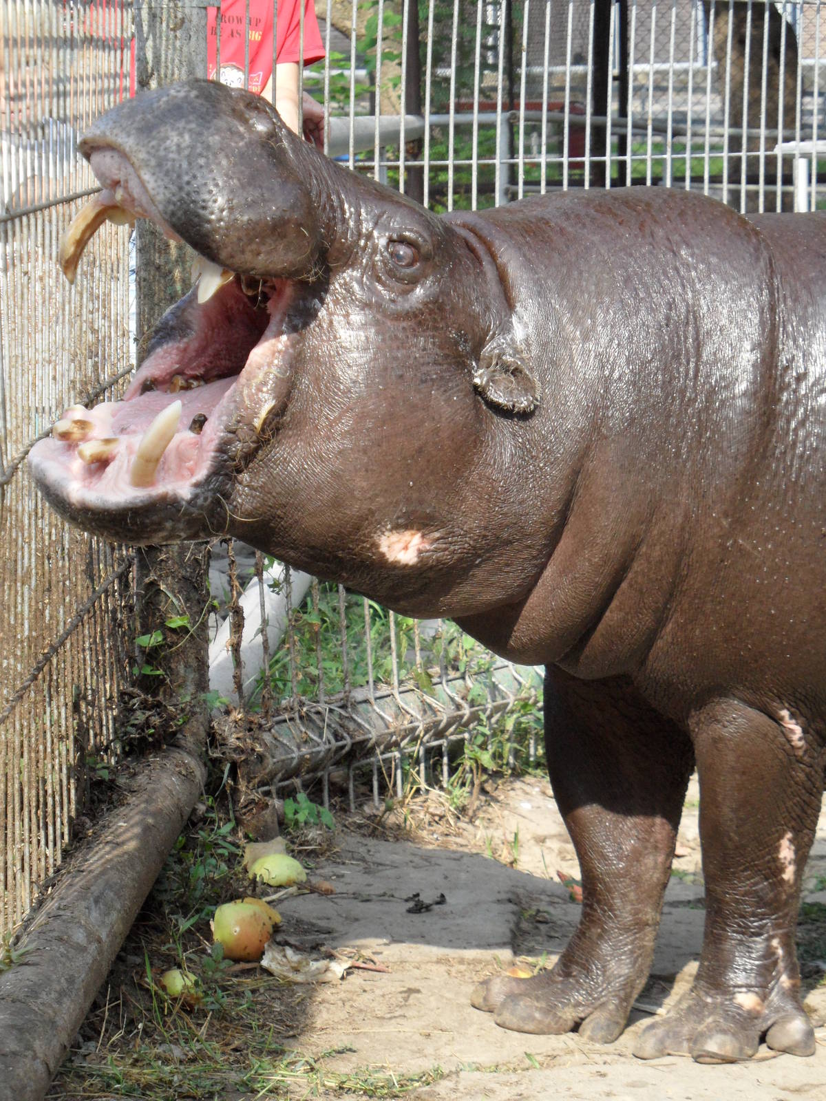 Pygmy hippo begging for food