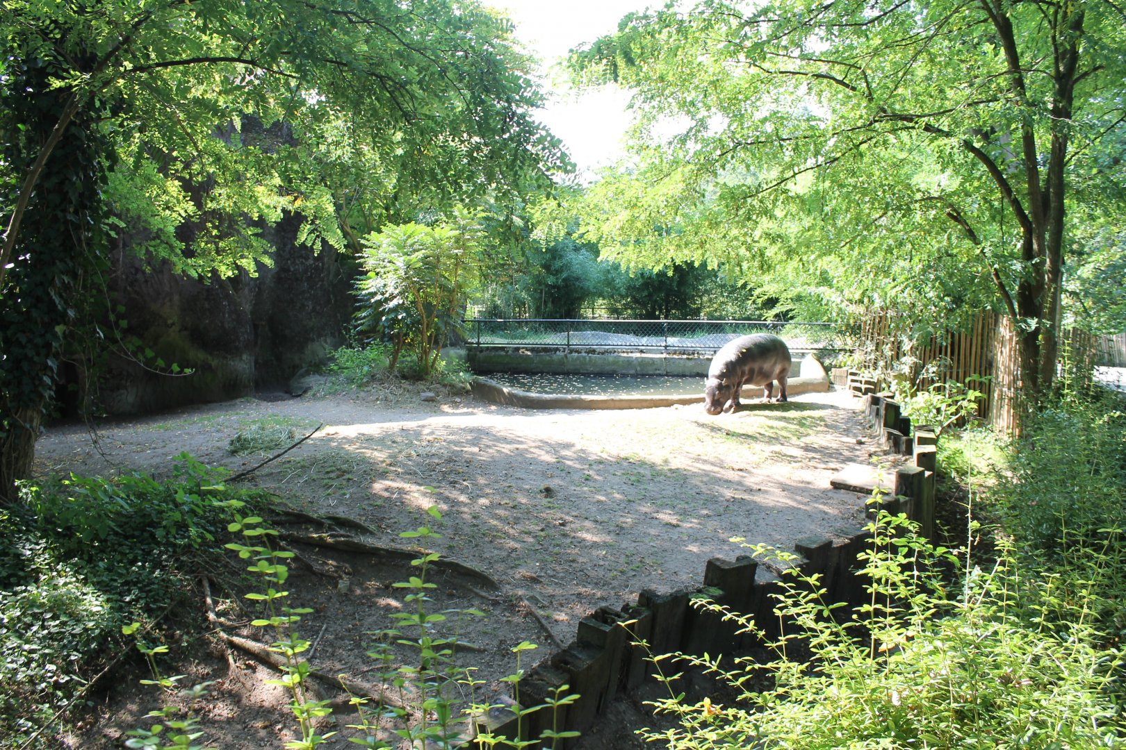 Pygmy hippo - Blue duiker enclosure