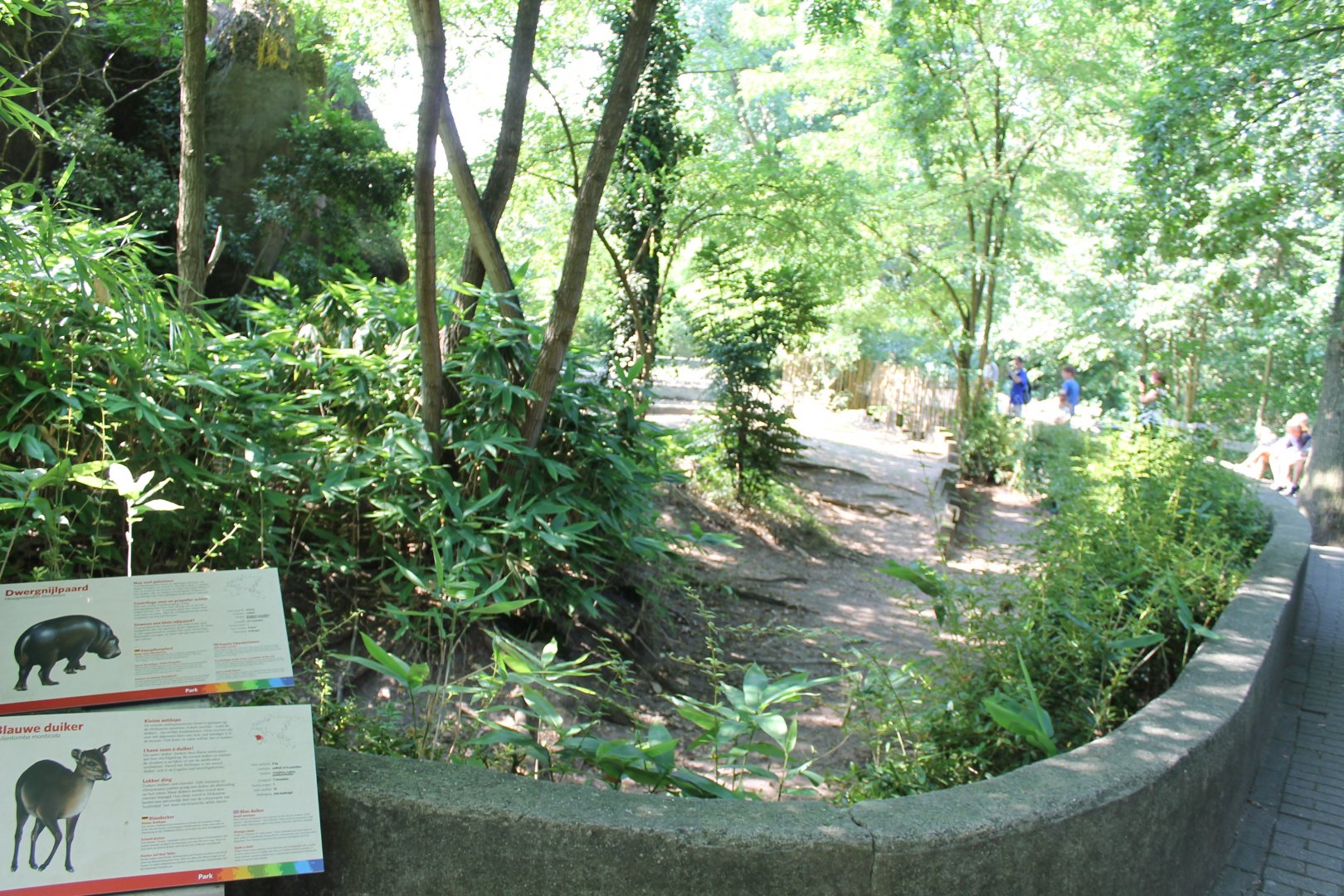 Pygmy hippo - Blue duiker enclosure