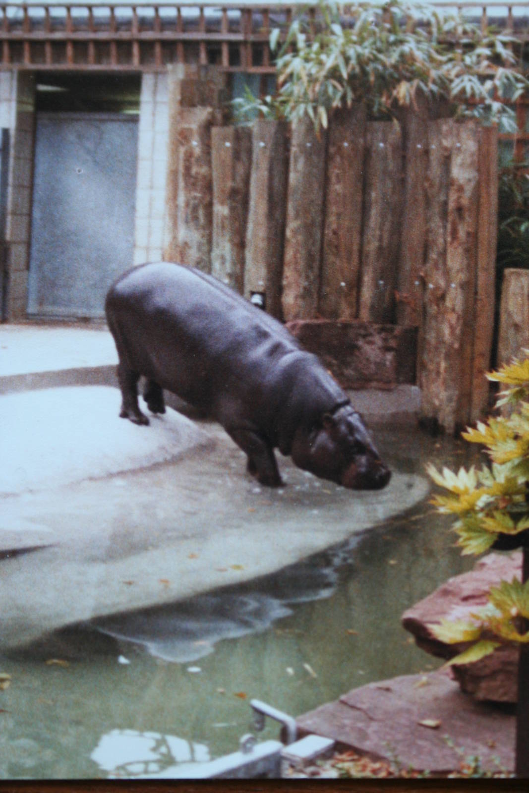Pygmy Hippo @ Bristol; 13.07.83