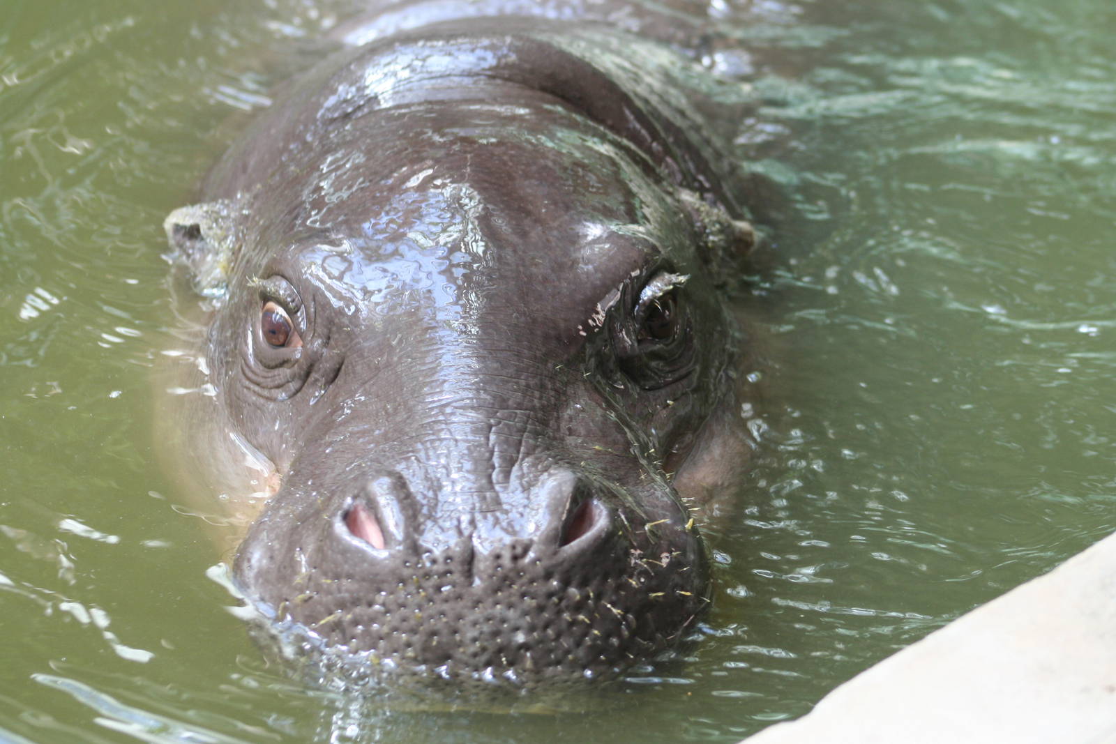Pygmy Hippo @ Bristol; 23.07.2011
