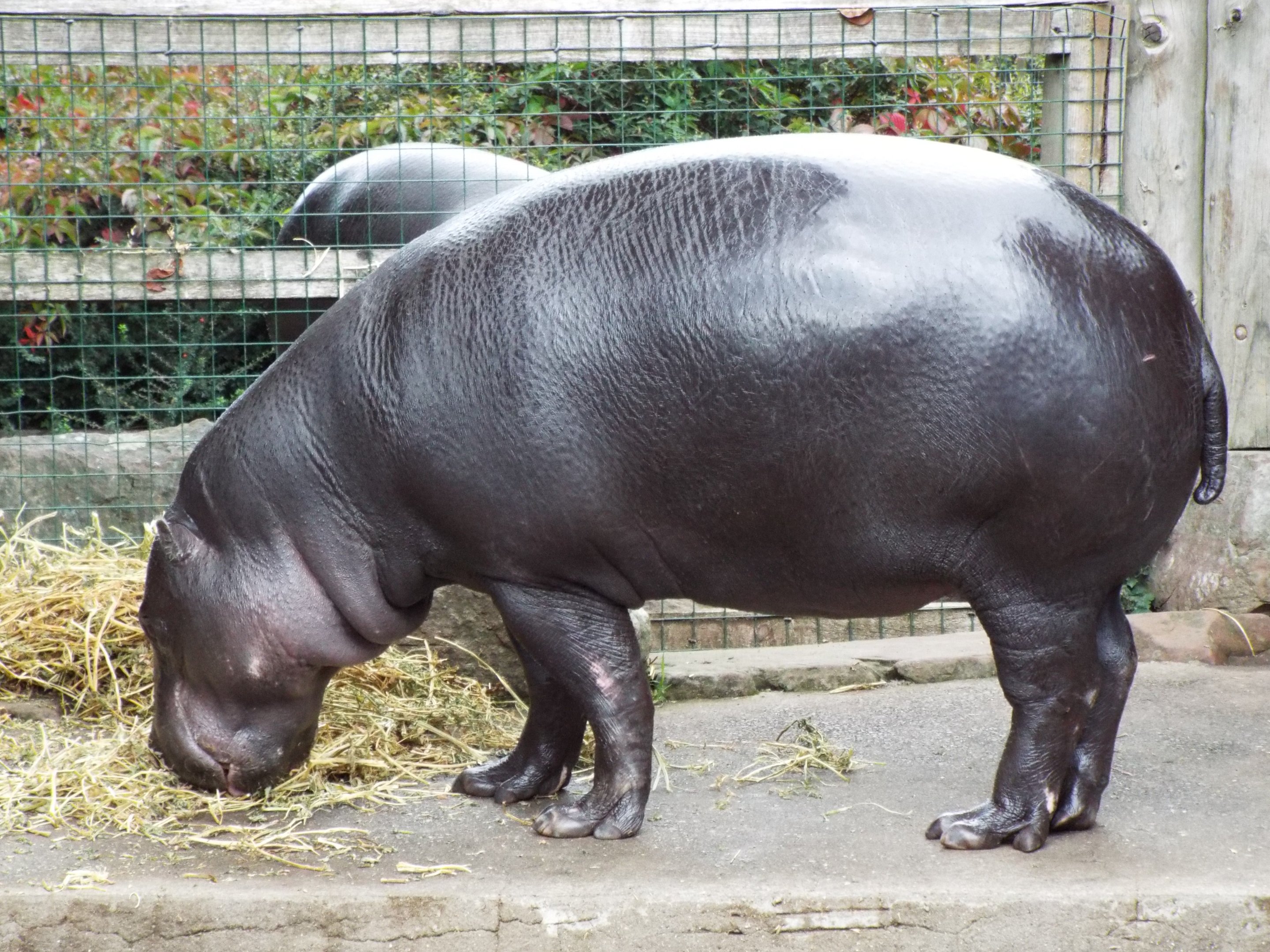 Pygmy Hippo Bristol Zoo