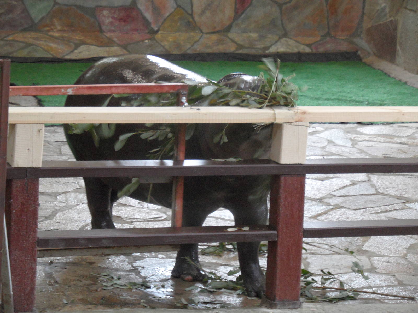 Pygmy hippo browsing