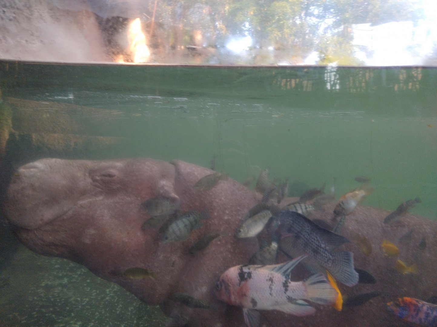 Pygmy hippo - Buin zoo