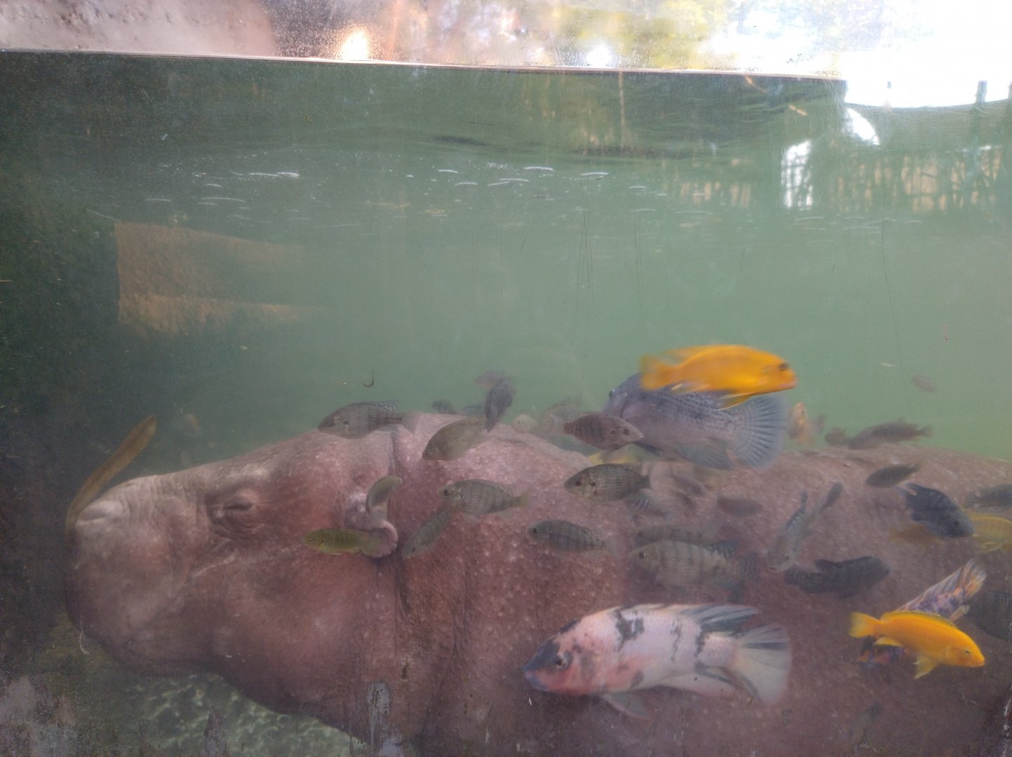 Pygmy hippo - Buin zoo