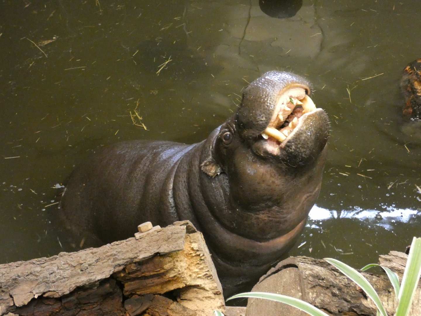 Pygmy hippo bull