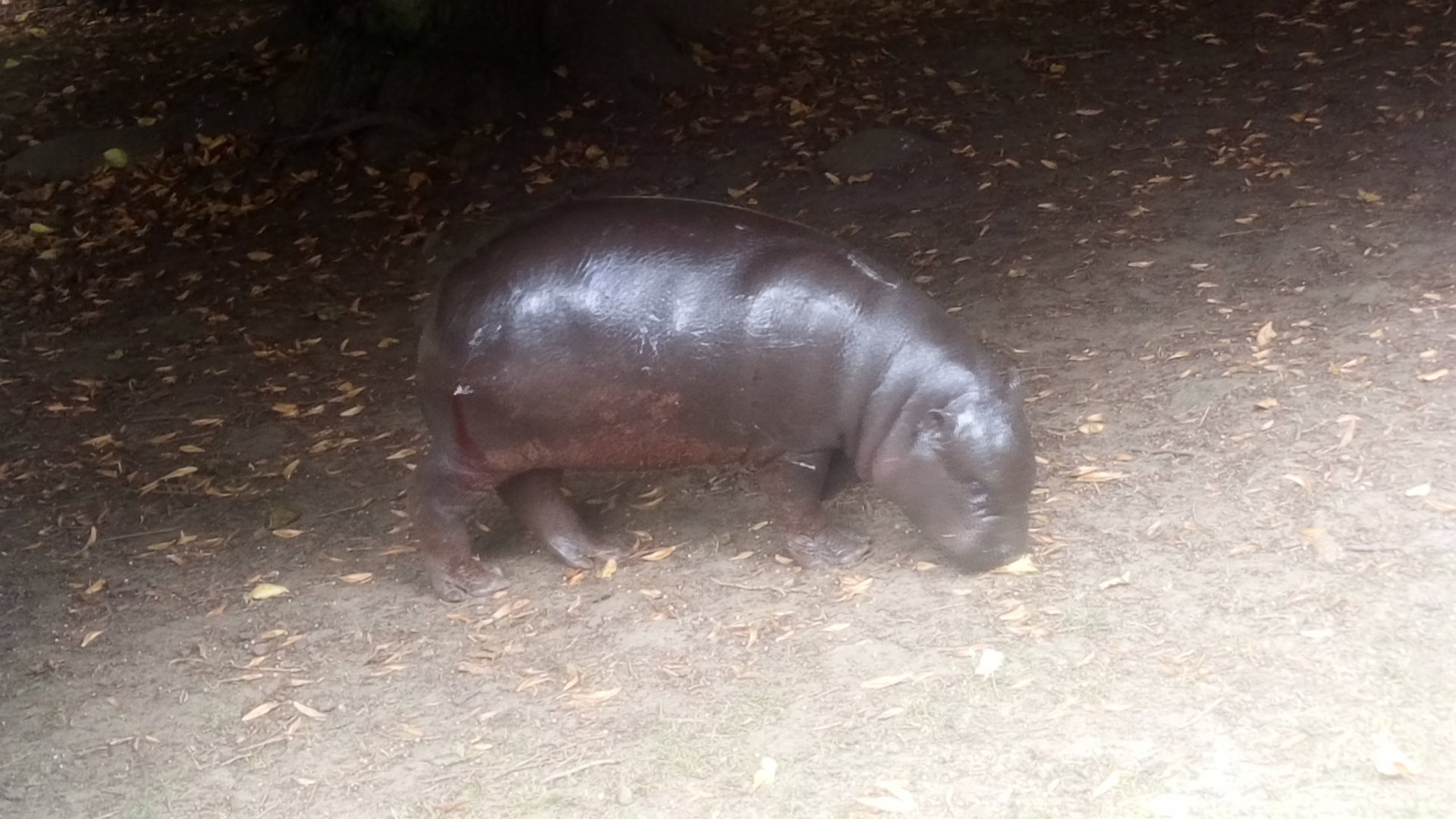 Pygmy hippo calf 7/9/21