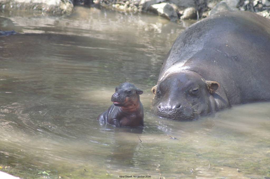 Pygmy Hippo Calf and Mum
