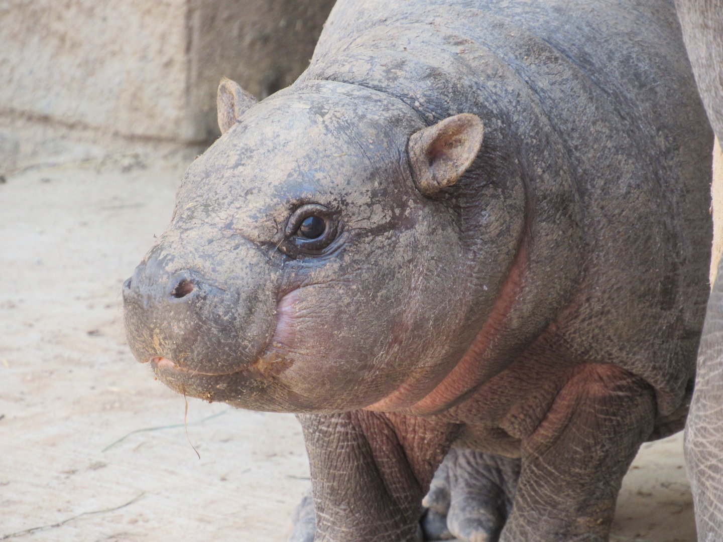 Pygmy Hippo calf Bubbles - 3/6/23