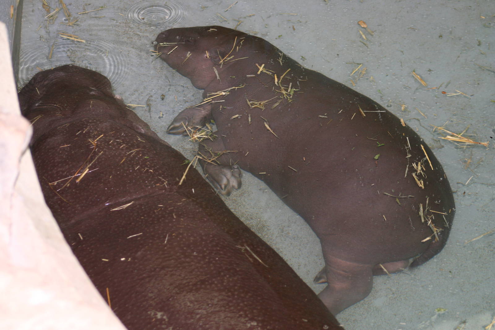 Pygmy Hippo & calf @ Whipsnade; 02.07.2011